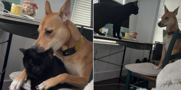 Video: Dog & Cat’s Bonding Time Ends in an Unexpected Twist