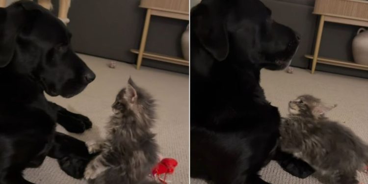 Dog Tries to Avoid Cat’s ‘Love Nibbles,’ but Eventually Gives In