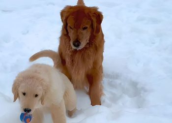 Video: Golden Retriever ‘Complains’ to Mom After Puppy Steals Ball