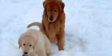 Video: Golden Retriever ‘Complains’ to Mom After Puppy Steals Ball