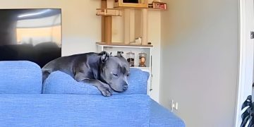 Camera Footage Reveals What Dog Does While Owner Is Away