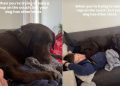 Labrador Makes His Own Plans When Dad Hits the Couch