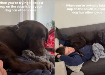 Labrador Makes His Own Plans When Dad Hits the Couch