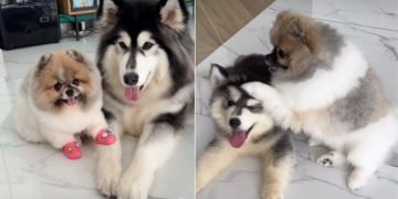 Video: Pomeranian’s Life Changes After Husky Sibling Arrives