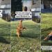 Video: Golden Retriever Contributes to Kid’s Playtime in the Swing Area
