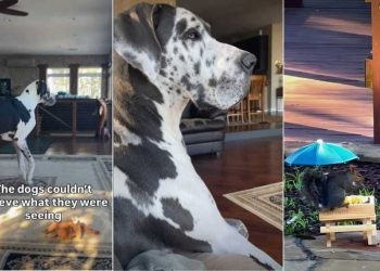 Video: Big Dogs Are So Surprised to See a Squirrel Eat