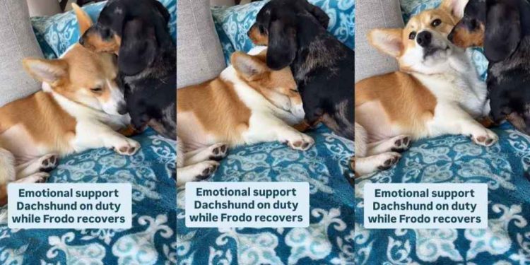 Video of One Dog Comforting Another Will Make Your Day