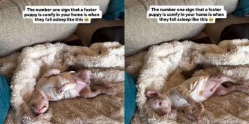 Video Shows the Number One Sign That a Foster Pup Is Comfy
