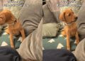 Video: Vizsla Labrador Mix Puppy Reacts to Owner Mimicking Him