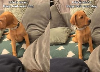 Video: Vizsla Labrador Mix Puppy Reacts to Owner Mimicking Him