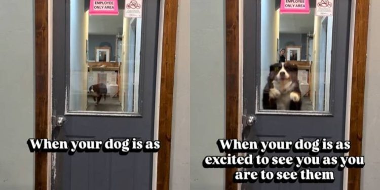 Video: Dog Is Excited to See Owner, but Gets Stuck Behind a Door
