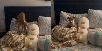 Dog Gives This Bedtime Activity His All in an Adorable Video