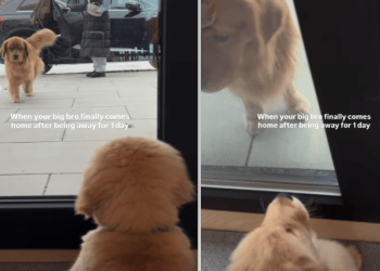 Golden Retriever Puppy Reacts to Furry Brother Coming Home After a Day