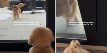 Golden Retriever Puppy Reacts to Furry Brother Coming Home After a Day