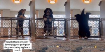 Video Shows How Puppy Plans & Executes Escape From Baby Gate