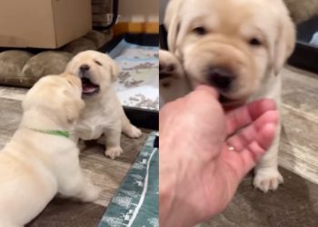 Video: Labrador Puppy Walks Away From a Cute Fight