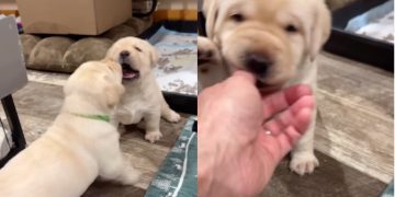 Video: Labrador Puppy Walks Away From a Cute Fight