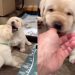 Video: Labrador Puppy Walks Away From a Cute Fight