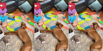Video: This Smart Dog Knows Exactly When to Join Kid’s Playtime