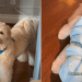 Video Shows Why Having a Dog is Like Raising a Toddler