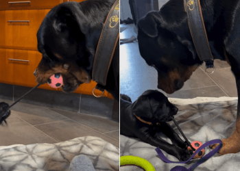 Video: Puppy Gives Big Dog a Good Fight Over Toy Sharing