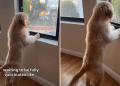 Video: Golden Retriever Puppy Can’t Go Outside Yet, So He Does This Instead