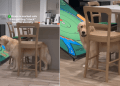 Video: Golden Retriever Complains After Getting Stuck in This Position