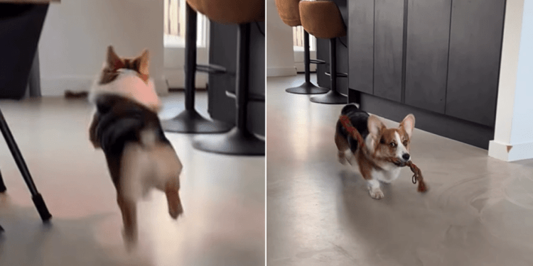 Video Shows Just How Much This Dog Loves Fetch