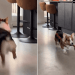 Video Shows Just How Much This Dog Loves Fetch