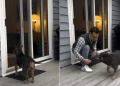 Video: This Dog’s ‘Welcome Home’ Tail Wiggles Are Probably the Best