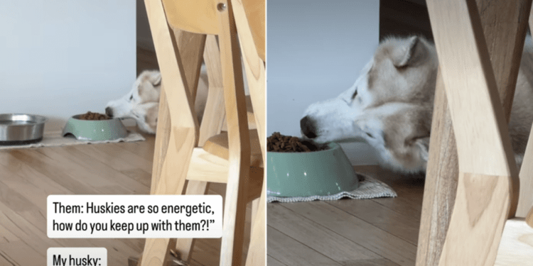 Video Shows Husky Eating While Lying Down Like a Total Pro