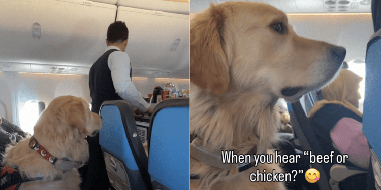 Video: Golden Retriever Hears His Two Favorite Words & Is Suddenly Alert