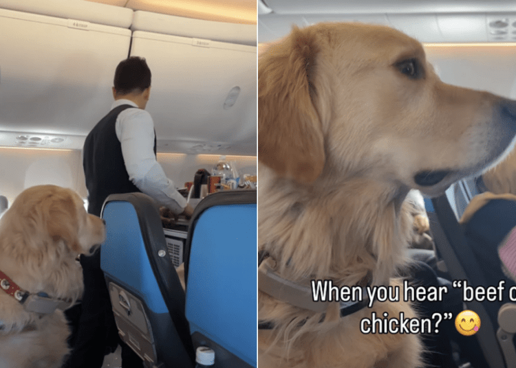 Video: Golden Retriever Hears His Two Favorite Words & Is Suddenly Alert