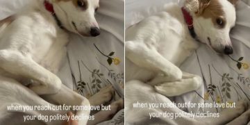 Dog Politely Refuses Physical Contact With Owner in Funny Video