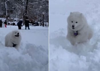 Video: New York Dog Loves Body-Slamming Owner During Blizzard