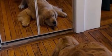 Golden Retriever Puppy Has a Nemesis, but It’s Not What You Think