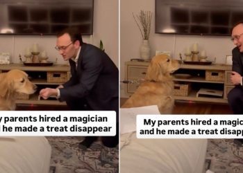 Golden Retriever Reacts to Magician Making Her Treat Disappear