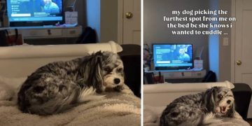 Dog Avoids Owner’s Side of the Bed for a Funny Reason
