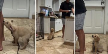 Golden Retriever Puppy Wants to Be Where Dad Is in Adorable Video
