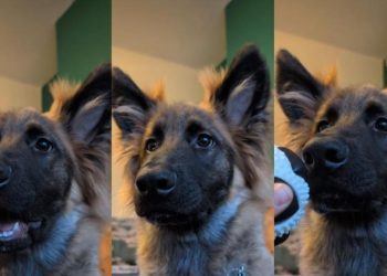 Video: Dog Take Gentle Command a Little Too Seriously