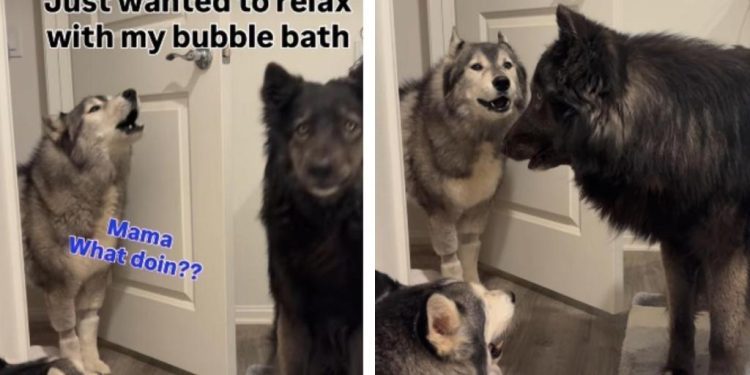 Pack of Huskies Gets ‘Worried’ Seeing Owner Relax in a Bubble Bath