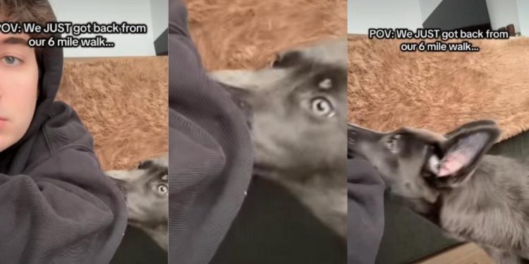 Video: Puppy Wants More After a 6-Mile Walk