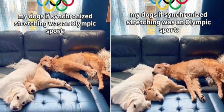 Video: Golden Retrievers’ Stretches Are Unbelievably Synchronized