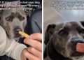 Video: Dog ‘Sniff Tests’ Everything Owner Gives Her to Eat