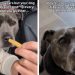 Video: Dog ‘Sniff Tests’ Everything Owner Gives Her to Eat