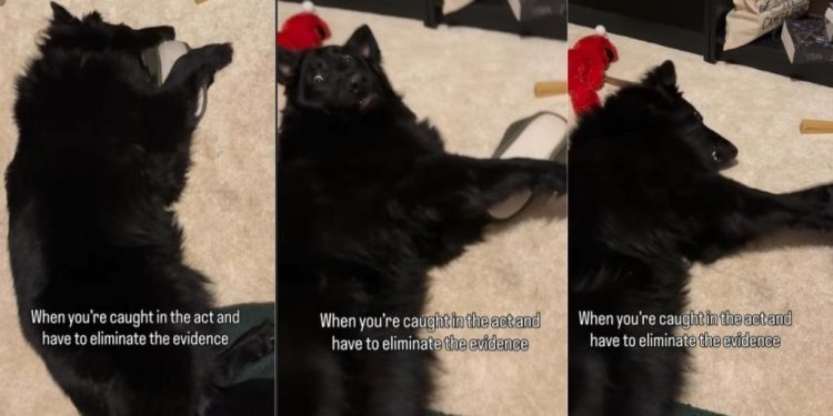 Dog Is Caught & Trying ‘Eliminate Evidence’