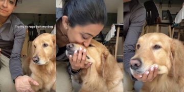 Golden Retriever Surprises Owner by Doing This Instead of Offering Paw