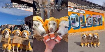 Huskies Disguised as Golden Retrievers Is the Best Thing You’ll See Today