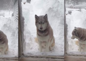 Video: Husky Makes Tough Choice Between Snow & a Treat