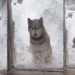 Video: Husky Makes Tough Choice Between Snow & a Treat
